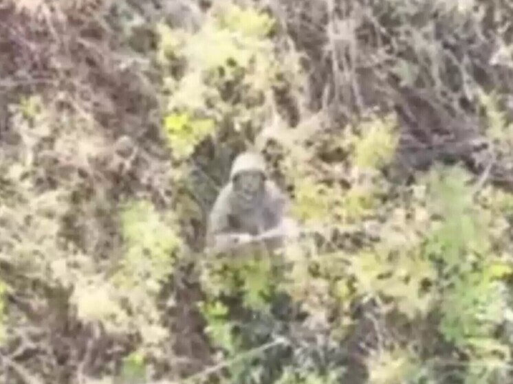 Украинский солдат встал на колени перед российским дроном в последний момент